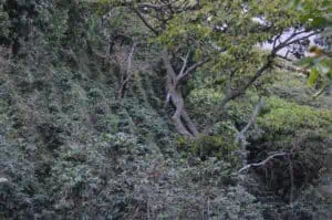 Coffee growing on the hillside at Finca Himalaya in El Salvador