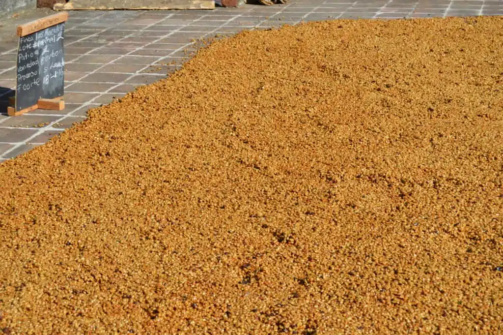 Honey-processed drying at Finca Las Mercedes, El Salvador