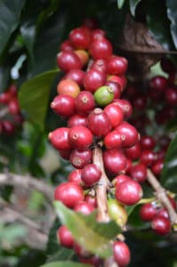 Pacamara coffee fruit at Finca Las Mercedes, El Salvador 