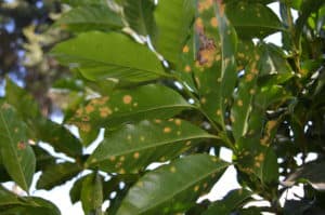Coffee leaf rust in El Salvador