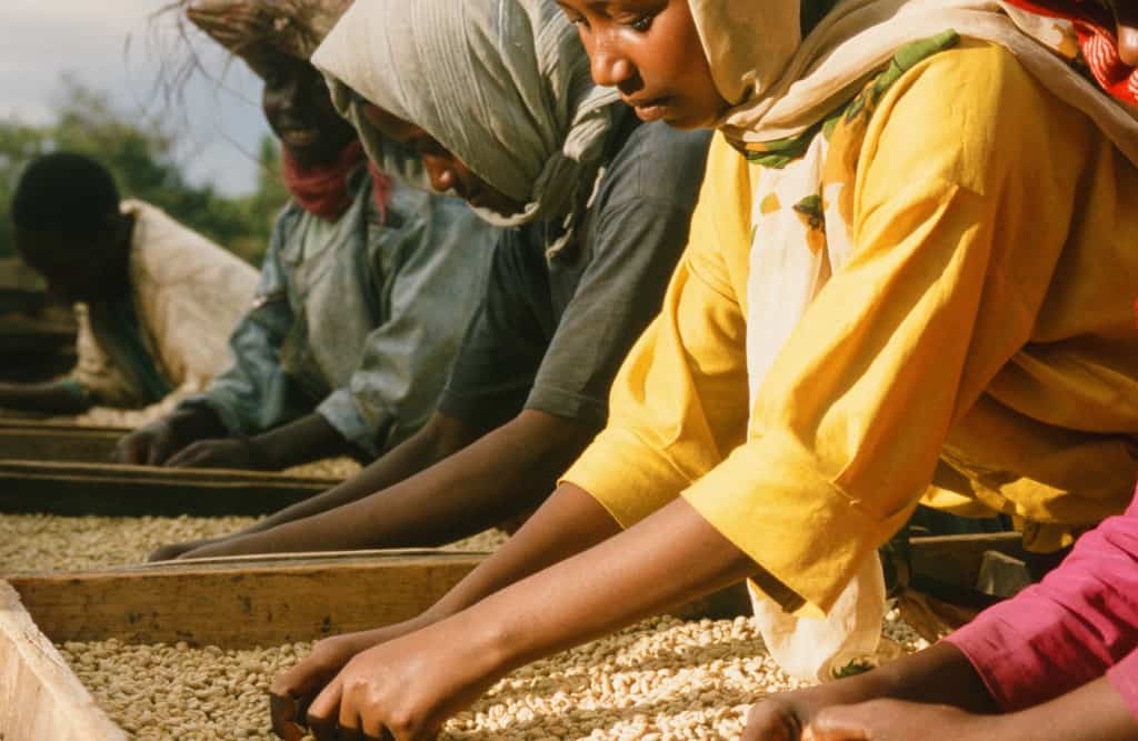 Women at drying table in Ethiopia. 