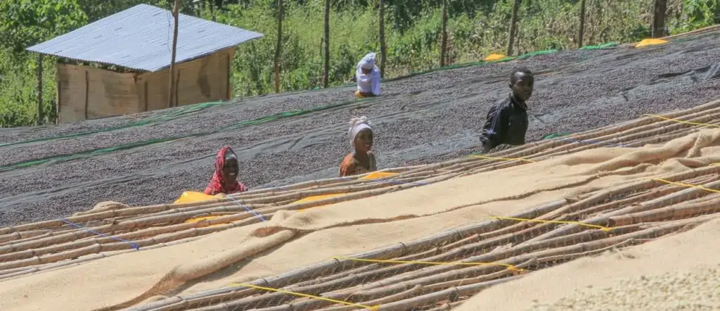 Natural-processed coffee drying in Ethiopia