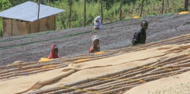 Natural-processed coffee drying in Ethiopia