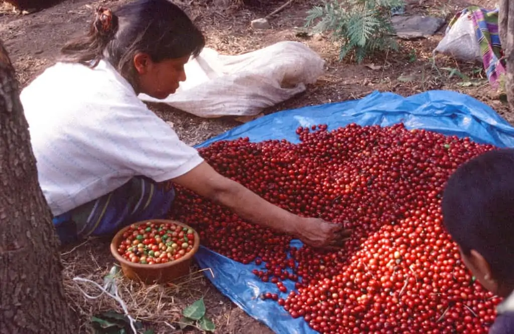 Woman sorting coffee cherry in Antigua, Guatemala.