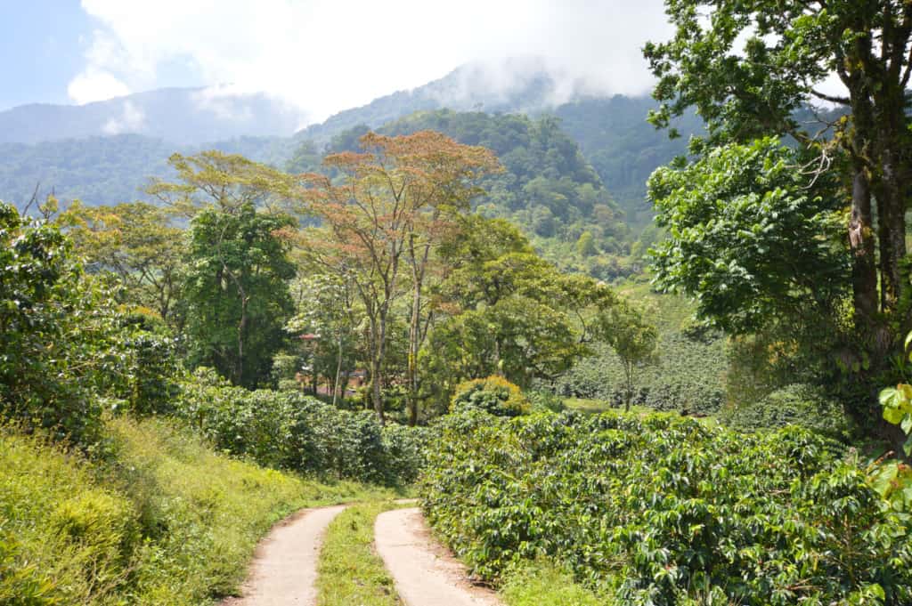 Path into the coffee plantation in the highlands of Honduras