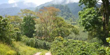 Path into the coffee plantation in the highlands of Honduras