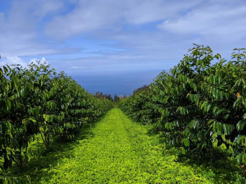 Hala Tree Farm, Kona, Hawaii