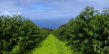 Hala Tree Farm, Kona, Hawaii