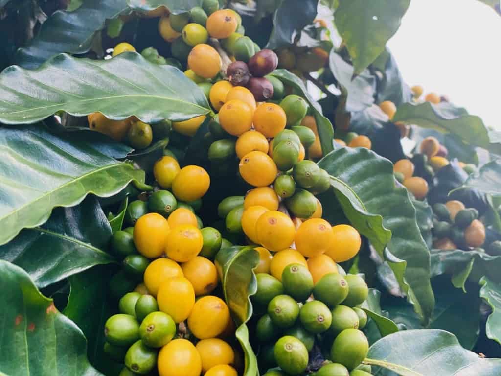 Yellow Bourbon coffee growing on Miranda's Farms in the Ka'u growing region of Hawaii's Big Island. Courtesy of Origin Maui.