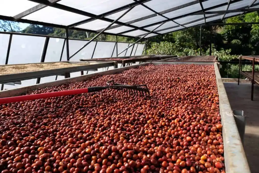 Coffee cherry drying