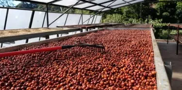 Coffee cherry drying