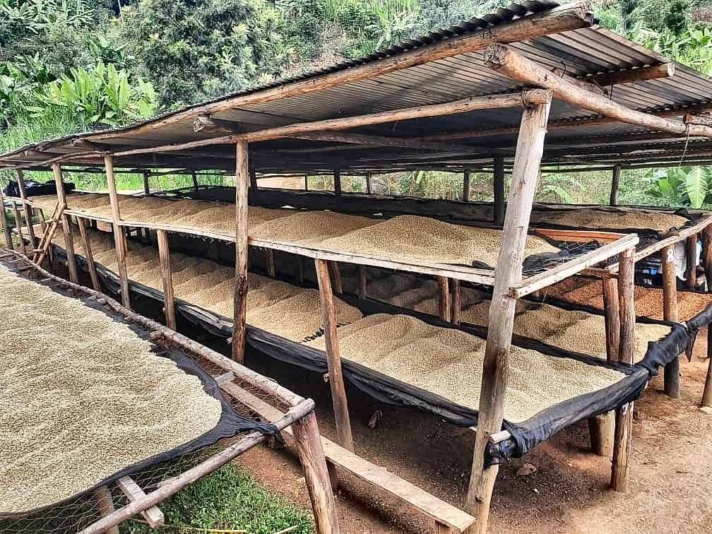 Coffees of the Akagera Project in Nyaruguru District, Rwanda, in various stages of the drying process. Courtesy of Kakalove Cafe.