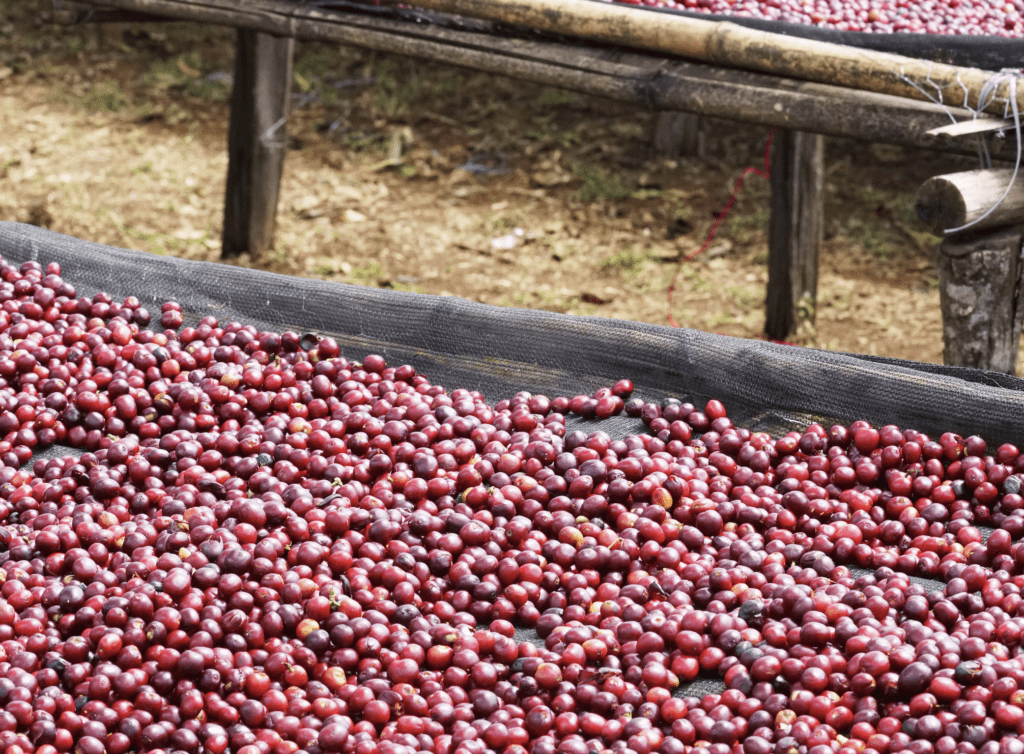 Fruit Bombs Are the Point: Natural-Processed Espressos Defy Convention