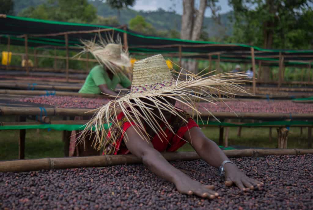 Coffee Report | Everyday Single Origin Coffees