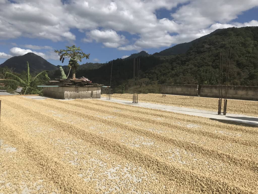 Mexico Coffee: Processing Innovation, Co...