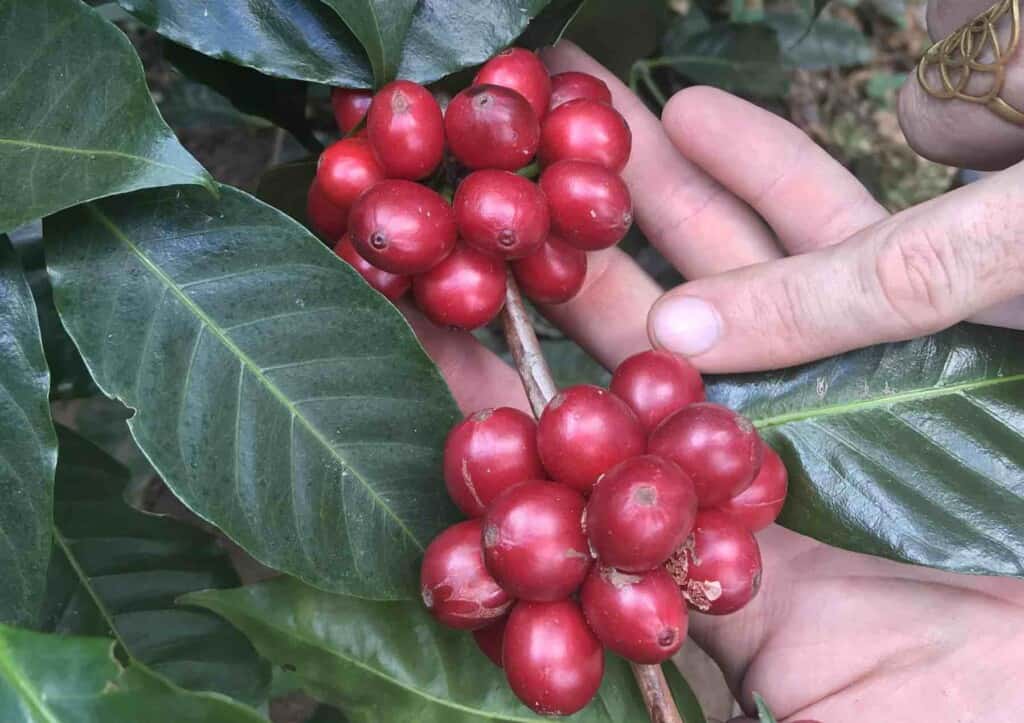 Celebrating Traditional Excellence: Classic Coffees from Central America